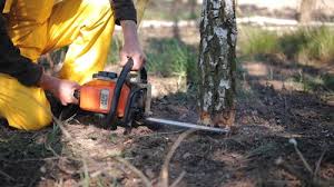 Lawn Pest Prevention in Bogota, NJ