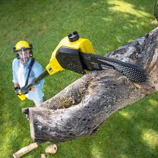 Best Tree Removal  in Bogota, NJ