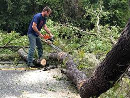 Best Leaf Removal  in Bogota, NJ