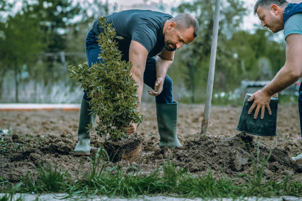 Best Emergency Tree Removal  in Bogota, NJ