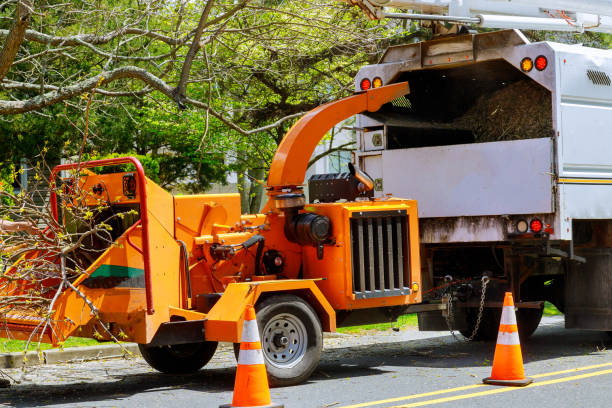 Best Tree Trimming and Pruning  in Bogota, NJ