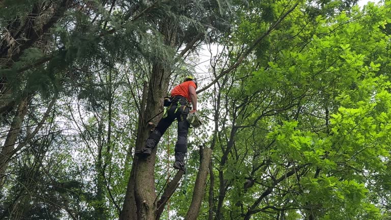 Best Tree Maintenance Programs  in Bogota, NJ