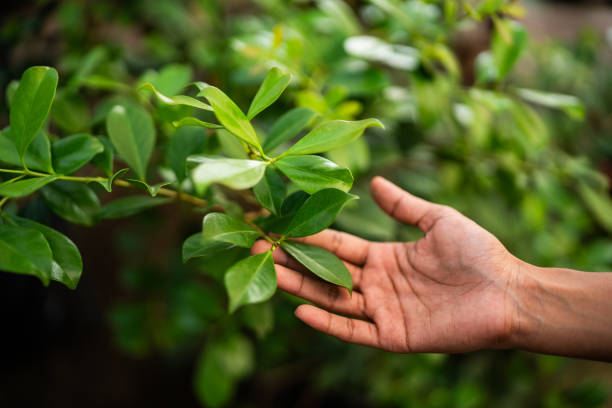 Best Commercial Tree Services  in Bogota, NJ