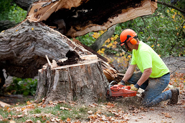Best Fruit Tree Pruning  in Bogota, NJ