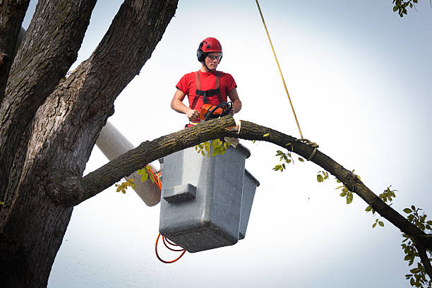 Best Root Management and Removal  in Bogota, NJ