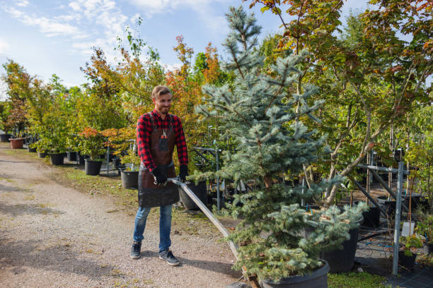 How Our Tree Care Process Works  in  Bogota, NJ