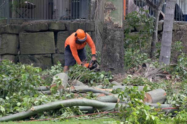 Professional Tree Services in Bogota, NJ