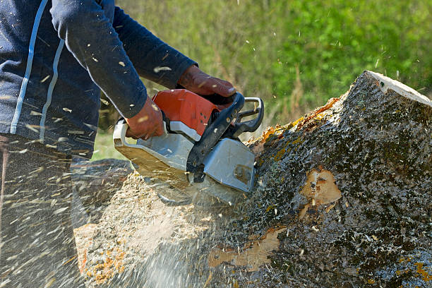 Best Lawn Drainage Solutions  in Bogota, NJ