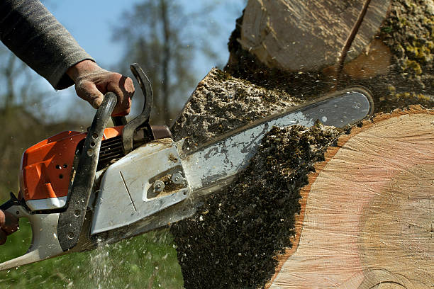 Best Tree Health Inspection  in Bogota, NJ